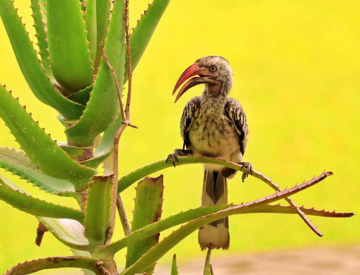Tlou Safari Lodge كاسان المظهر الخارجي الصورة
